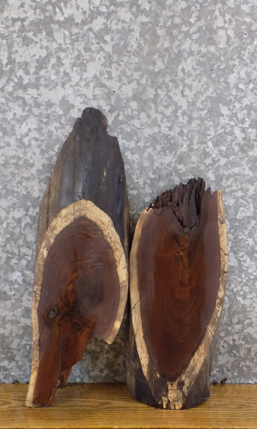 2- Reclaimed Live Edge Oval Cut Black Walnu Taxidermy Base Slabs 6548-6549